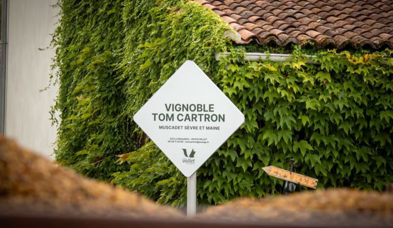 Vignoble Tom Cartron – Professionnel – Vallet, Muscadet Sèvre et Maine, photo 2 – photographie Neil COCANDEAU